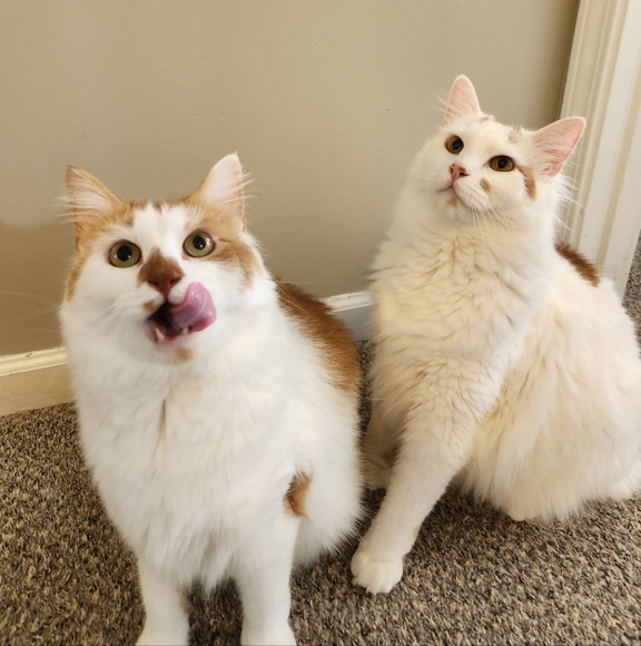 Meet your Posher, Dani! - Picture 6 of 9